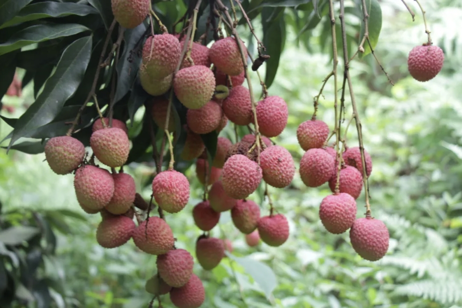 冰泉制冷，作為制冷領(lǐng)域的先行者