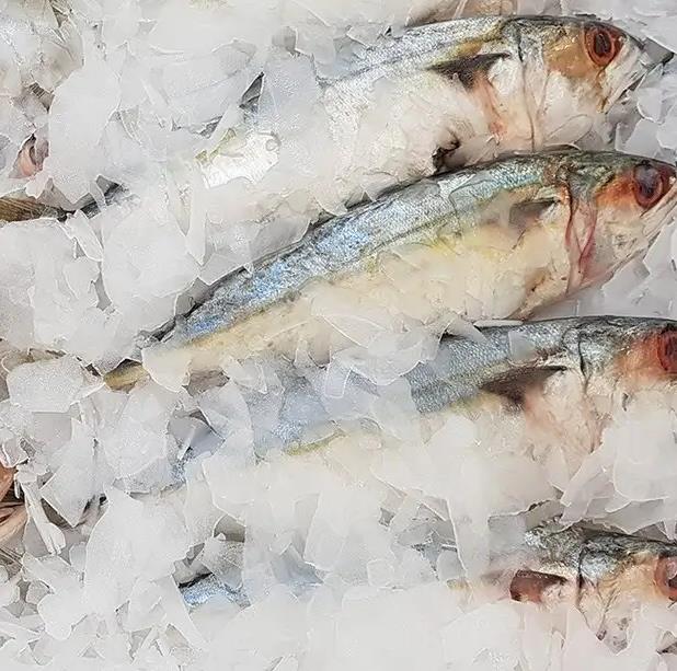 5噸片冰機(jī)具備以下特點(diǎn)和用途 5噸片冰機(jī)具備以下特點(diǎn)和用途