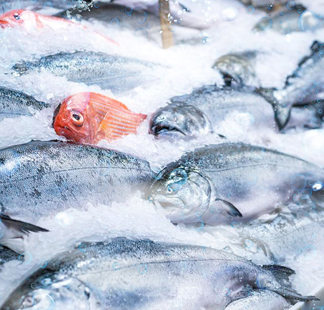 漁船上用于魚獲的快速冷凍和保鮮 漁船上用于魚獲的快速冷凍和保鮮