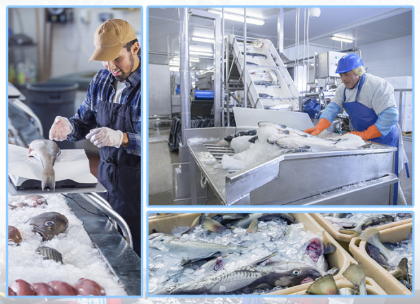 在漁業(yè)中，能滿足大量海產品的冷藏需求